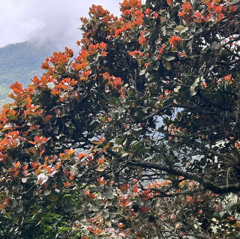 Unidentified tree growing new, reddish leaves in August.