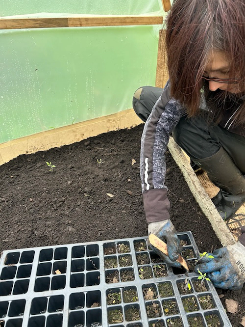Mafe planting some tomato seedlings.