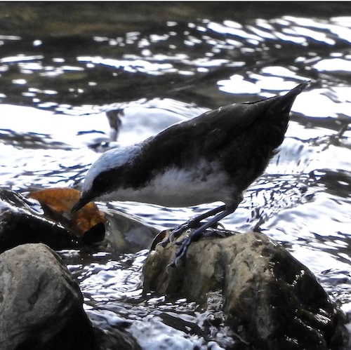 White capped dipper. 📷 by Cristina Rueda.