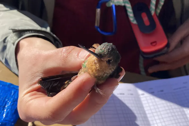 'Paramo' hummingbird research project. A hummingbird being carefully handled by a researcher.