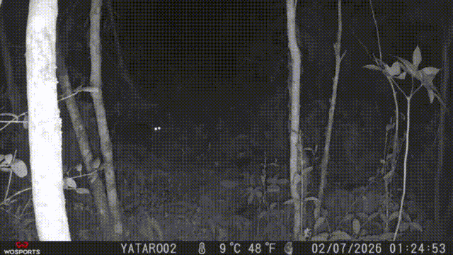 Foto de cámara trampa en blanco y negro de un coatí o cusumbo caminando por el bosque en la noche