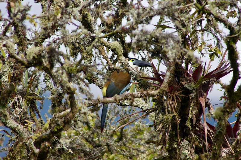 A Black-billed mountain toucan perched on an “Arrayán” tree